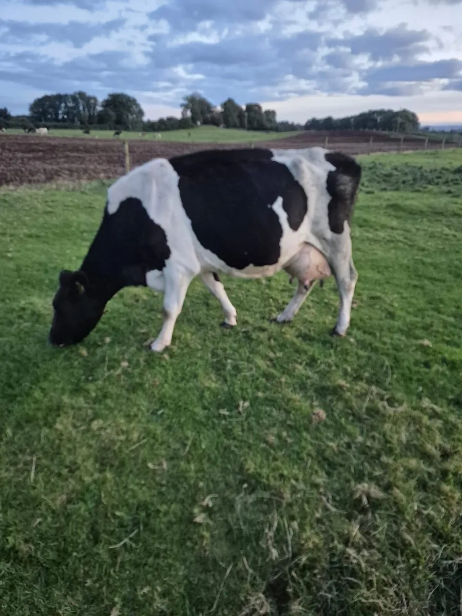 Cow suitable to rear calves - Image 3
