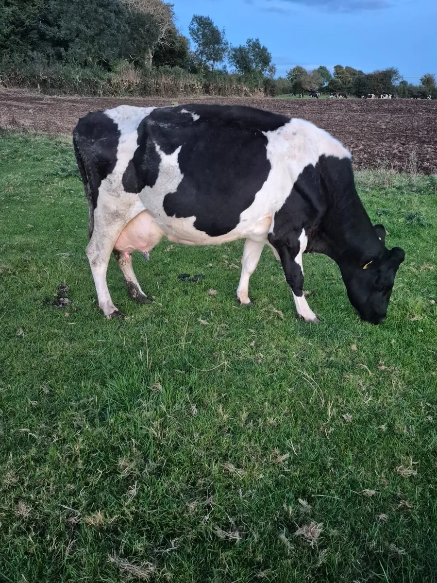 Cow suitable to rear calves - Image 4