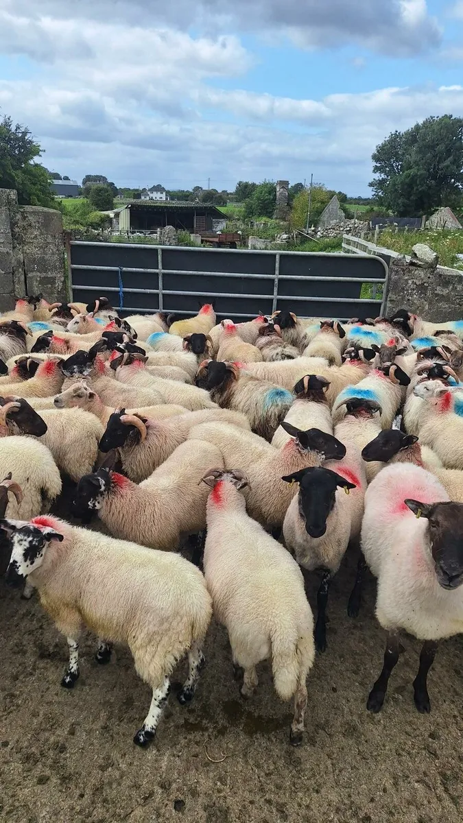 Ram Lambs - Image 1