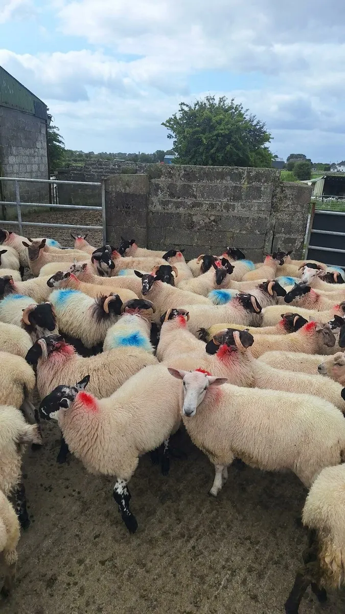 Ram Lambs - Image 2