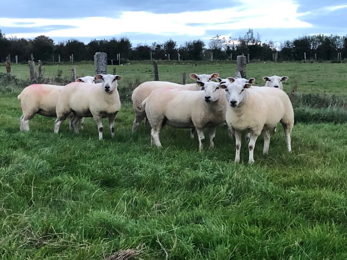 7 Smashing Ewe Hoggets For Sale - Image 1
