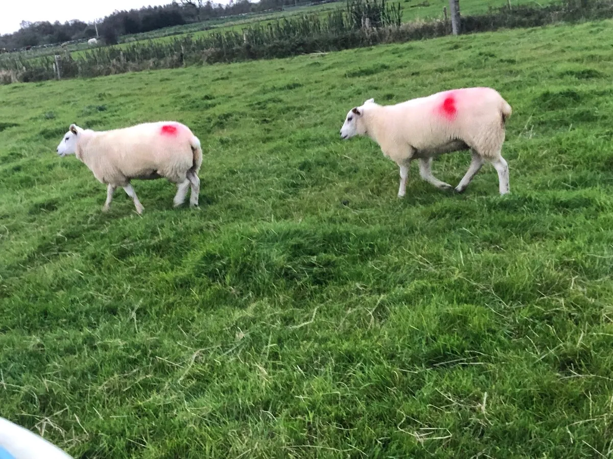 7 Smashing Ewe Hoggets For Sale - Image 2