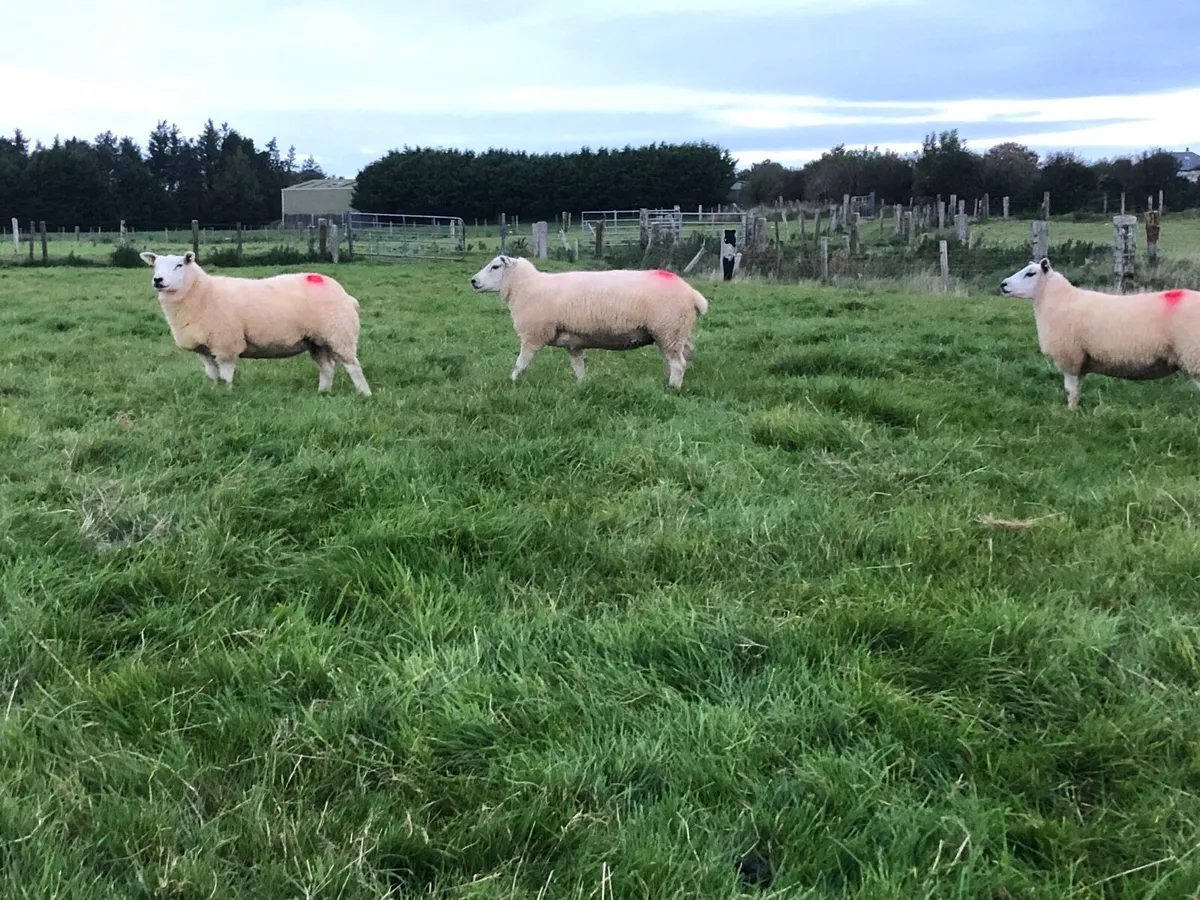 7 Smashing Ewe Hoggets For Sale - Image 3