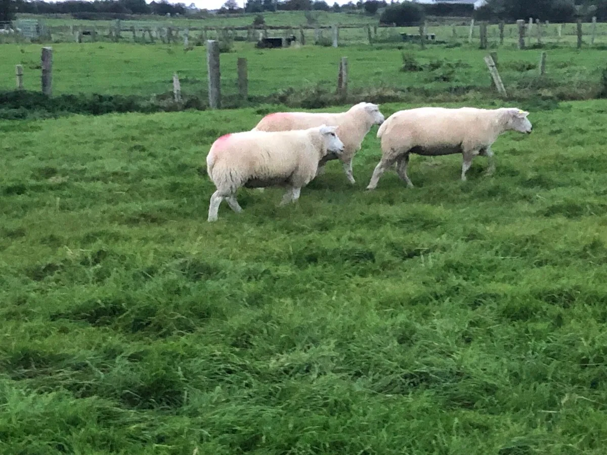 7 Smashing Ewe Hoggets For Sale - Image 4