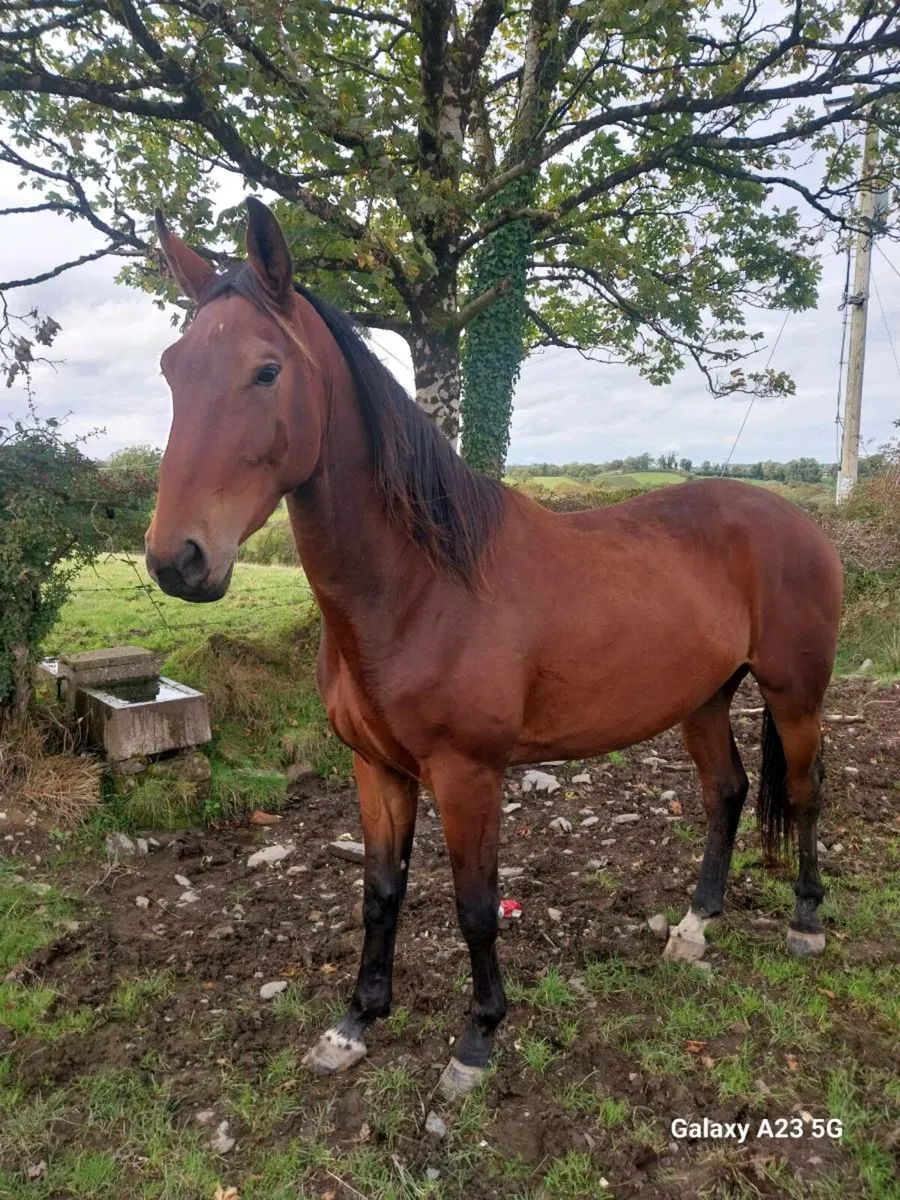 3 Year Old Bay Gelding - Image 1