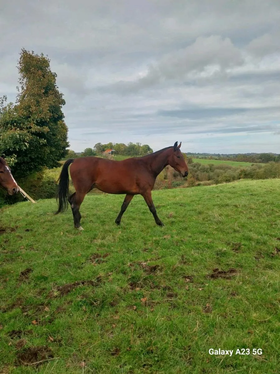 3 Year Old Bay Gelding - Image 2