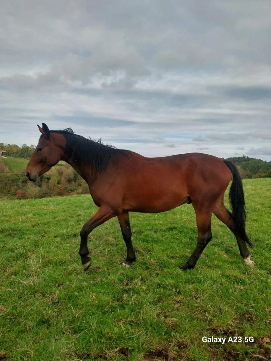 3 Year Old Bay Gelding - Image 3