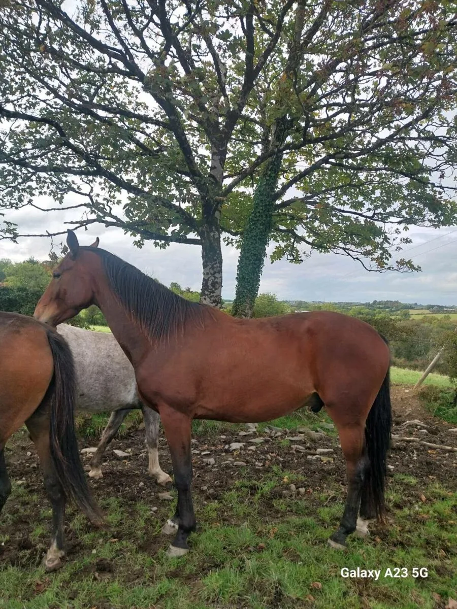 3 Year Old Bay Gelding - Image 4
