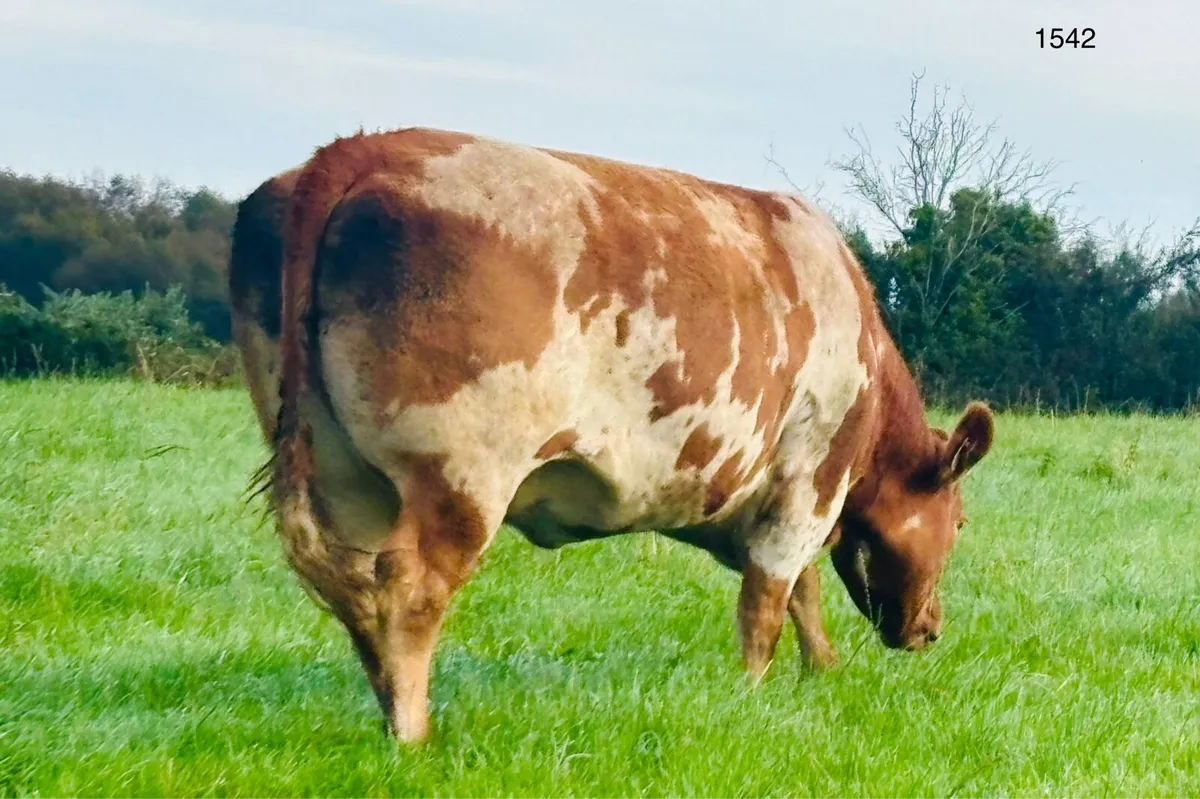 Super springer sale - Image 1