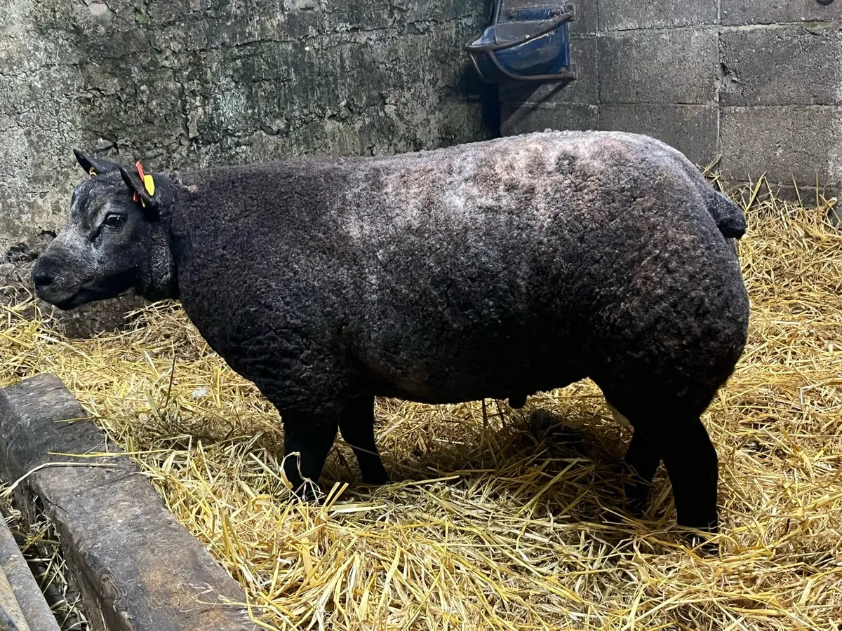 Blue texel ram lambs - Image 1