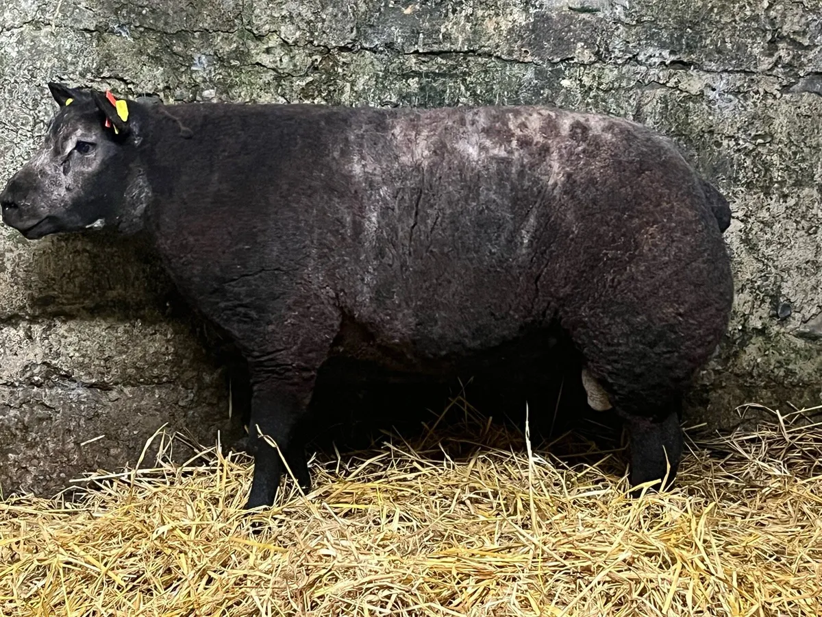Blue texel ram lambs - Image 4