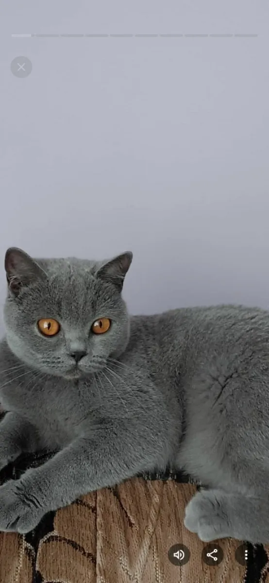 British shorthair cats - Image 1