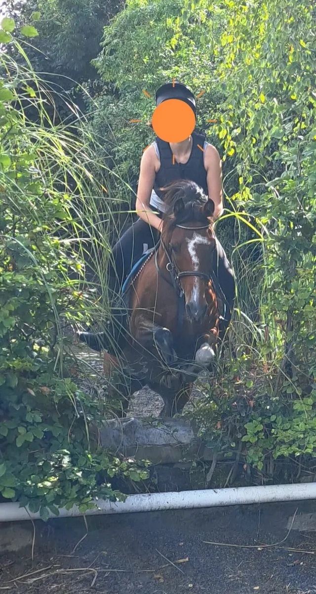 Pony - Image 2