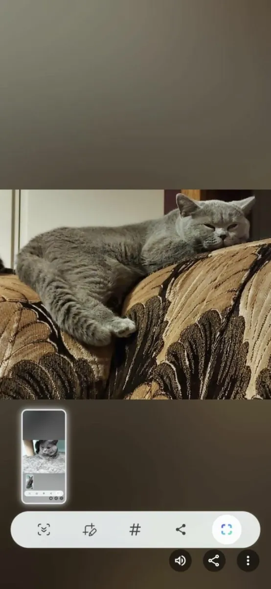 British shorthair cats - Image 2
