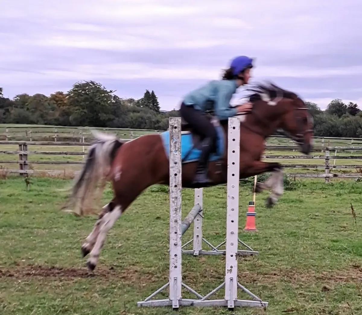 Pony - Image 4