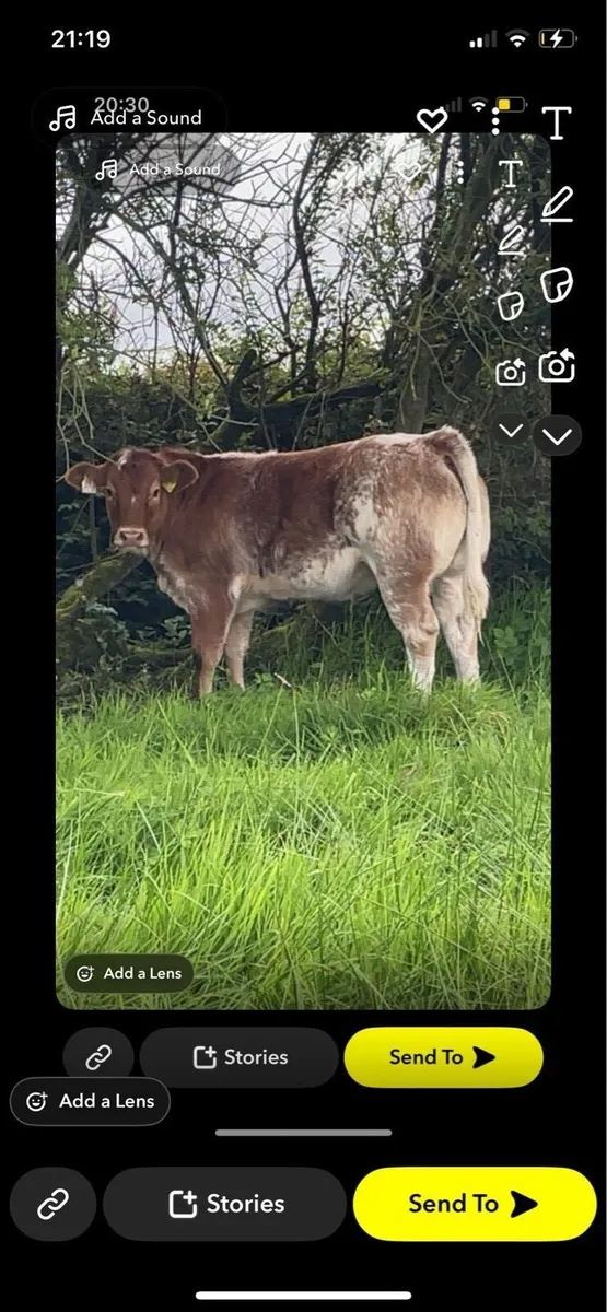 Heifer - Image 1