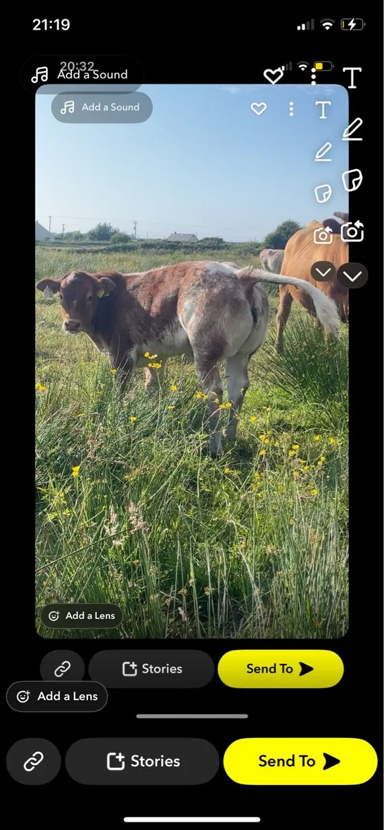 Heifer - Image 2