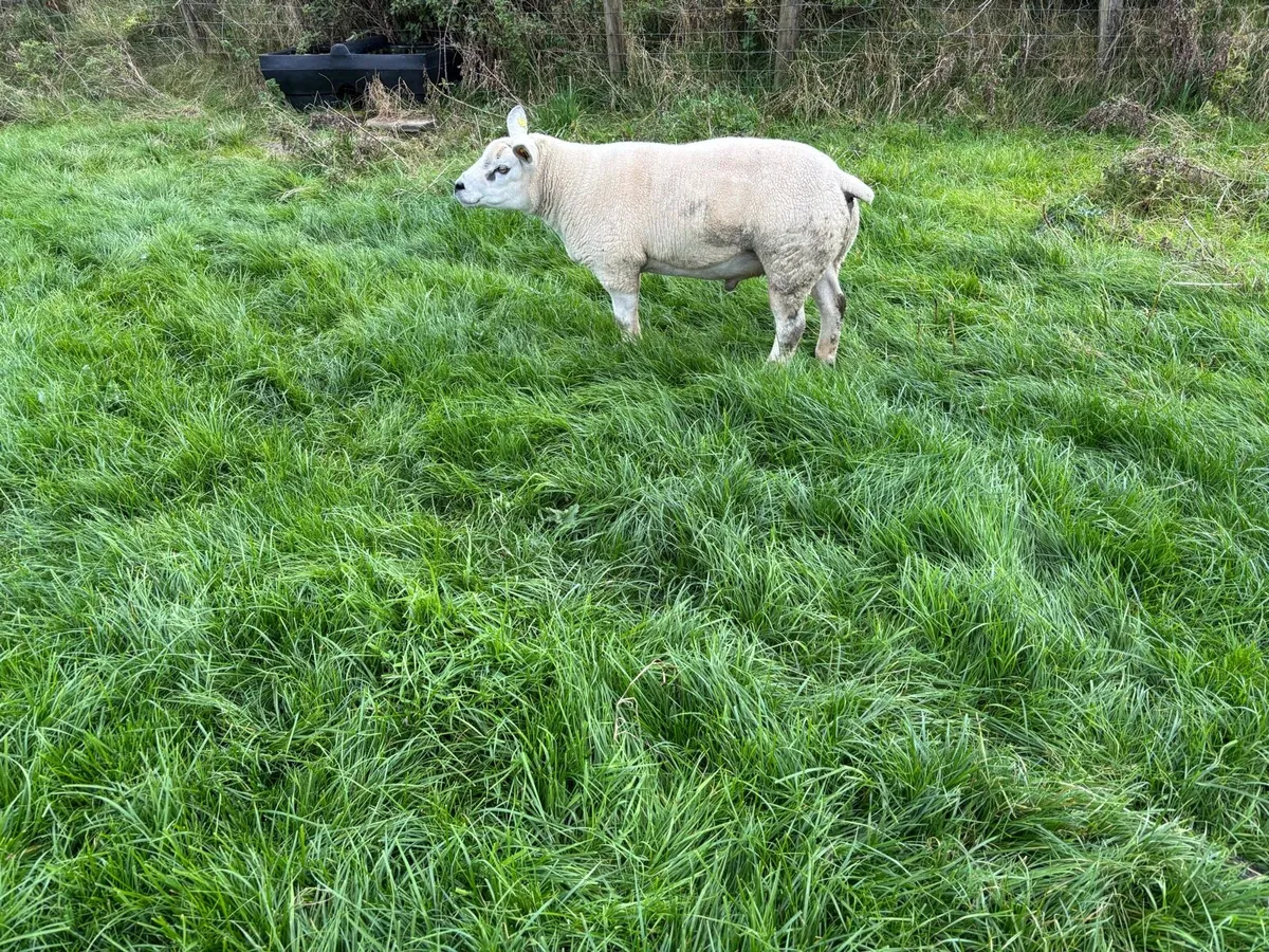 Texel Hoggett Ram - Image 2