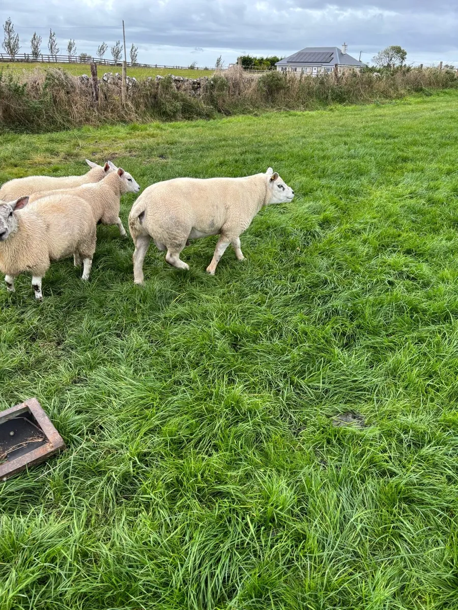 Texel Hoggett Ram - Image 3