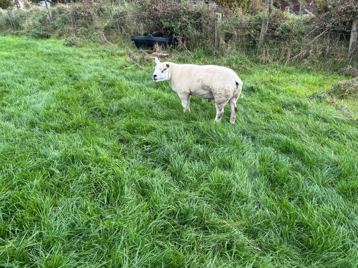 Texel Hoggett Ram - Image 4