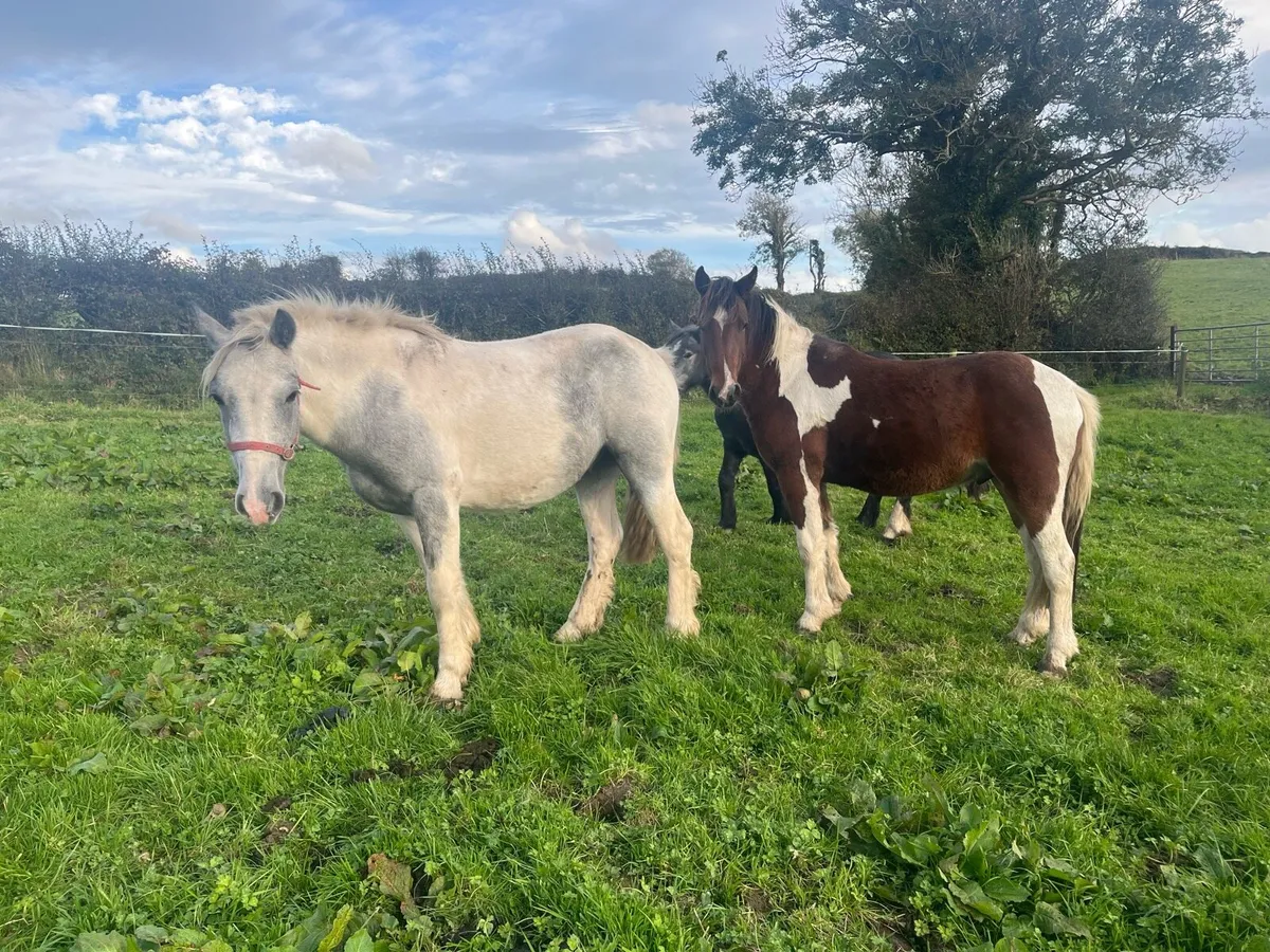 Pony’s - Image 2