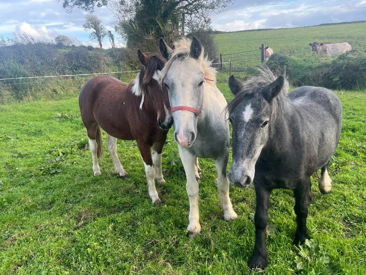 Pony’s - Image 4