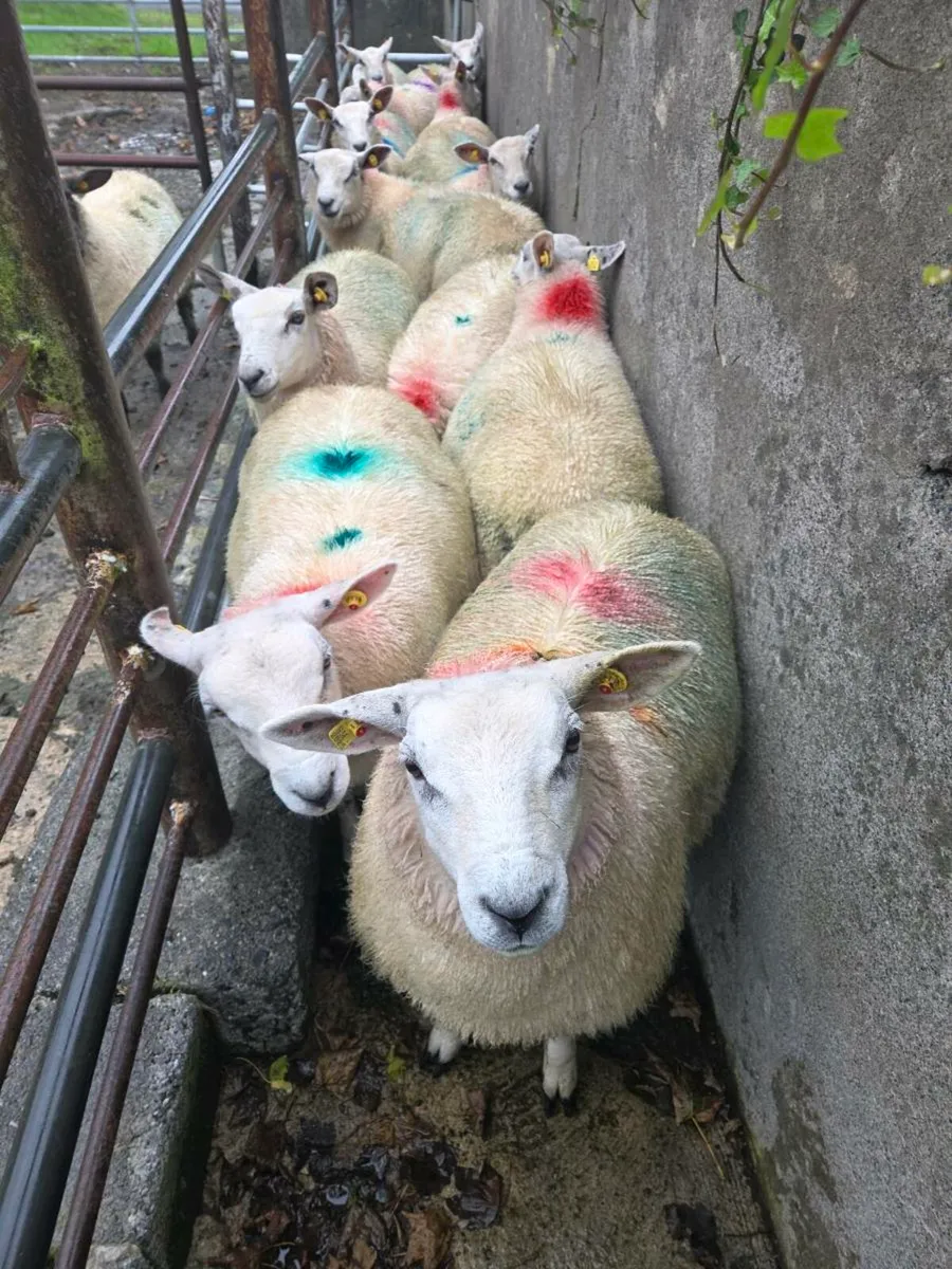 ewe lambs - Image 2
