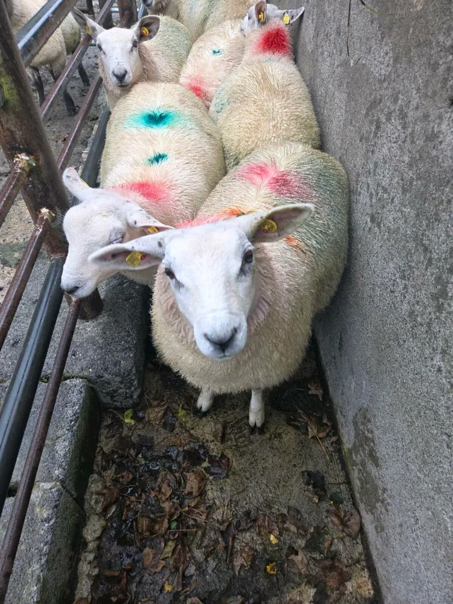 ewe lambs - Image 3