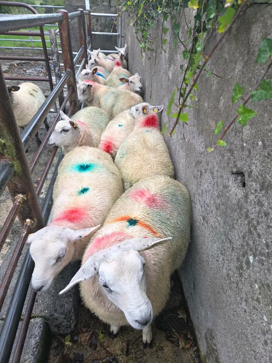 ewe lambs - Image 1