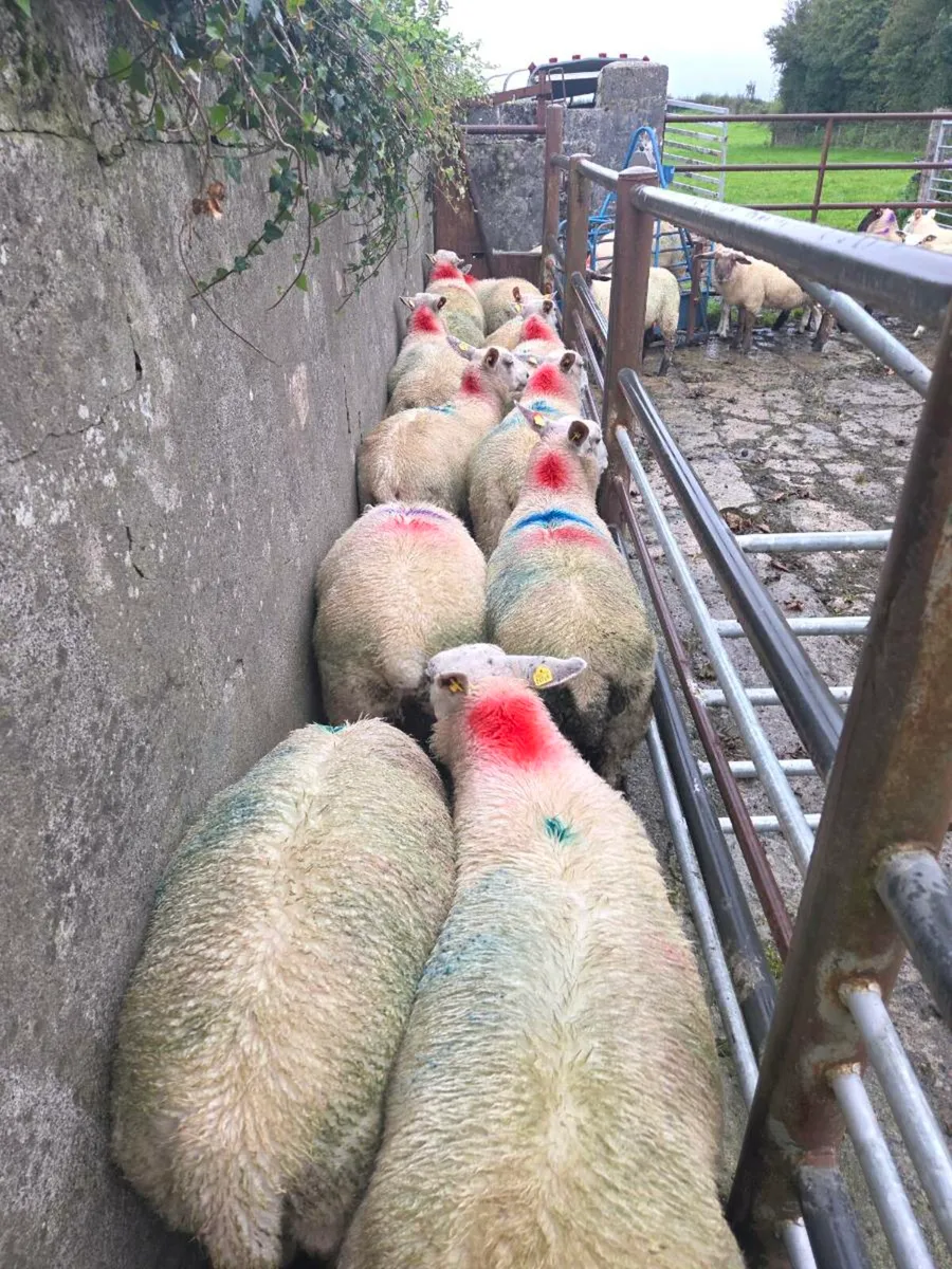 ewe lambs - Image 4