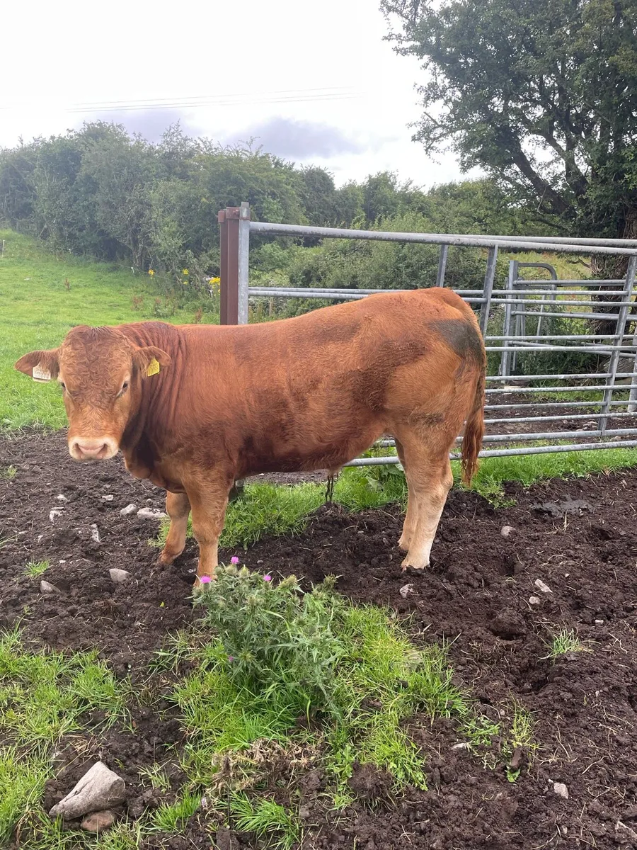1 registered limousine bull - Image 1