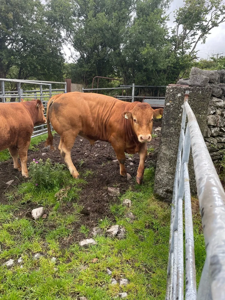 1 registered limousine bull - Image 2