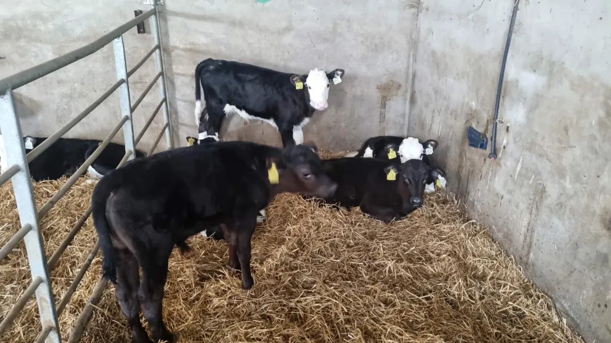 Calves Tuesday Cork Marts Corrin 11.30 ring 3 - Image 2