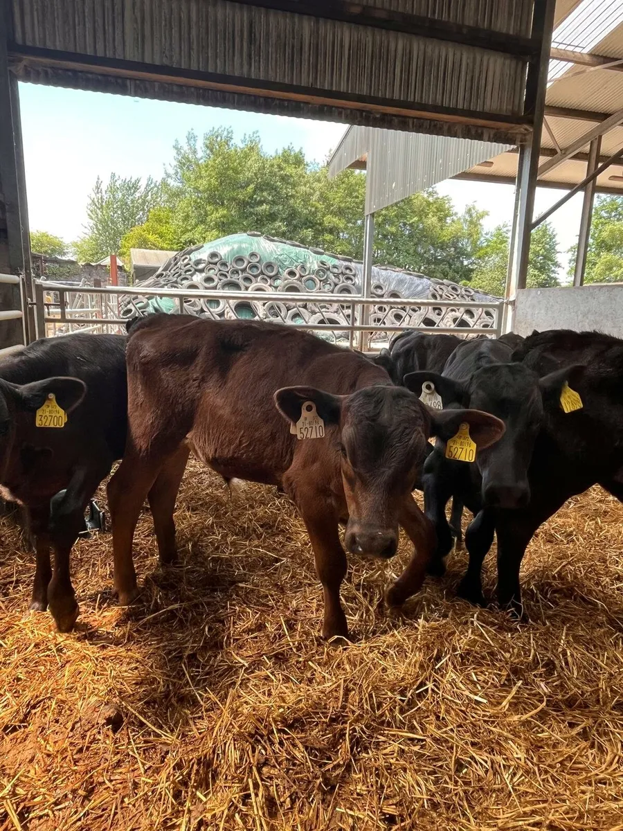Calves Tuesday Cork Marts Corrin 11.30 ring 3 - Image 4