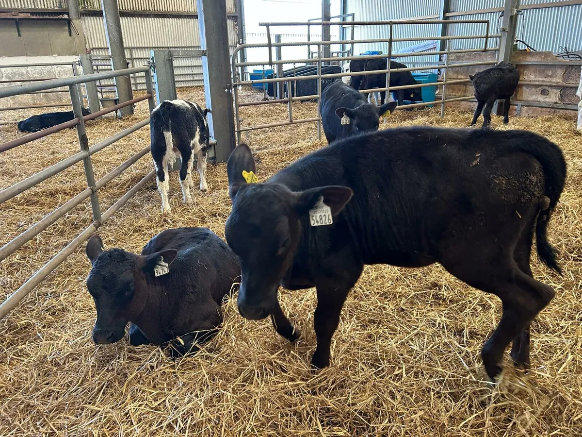 Calves Tuesday Cork Marts Corrin 11.30 ring 3 - Image 1
