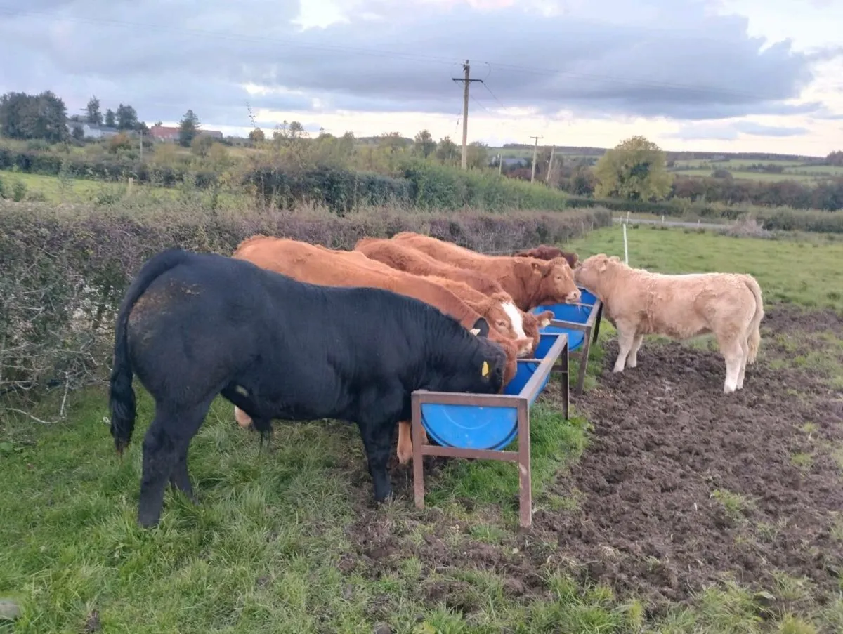 Weanlings - Image 1