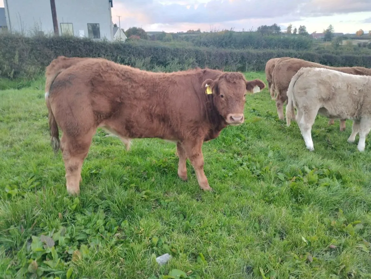 Weanlings - Image 2