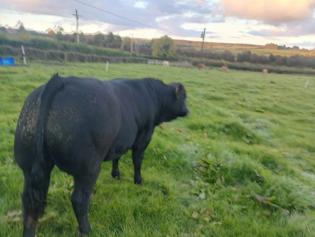 Weanlings - Image 4