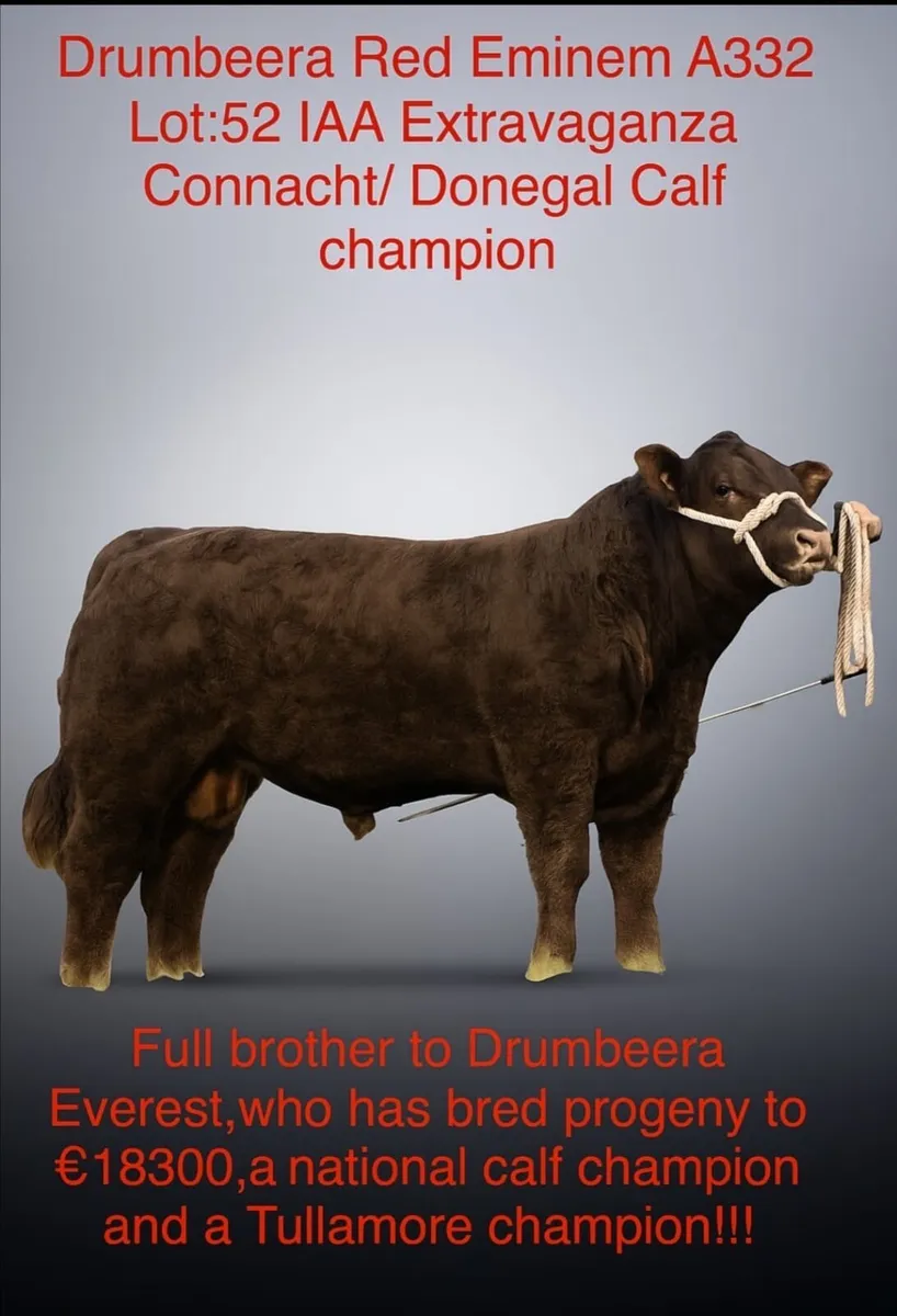 DRUMBEERA ANGUS - Image 3