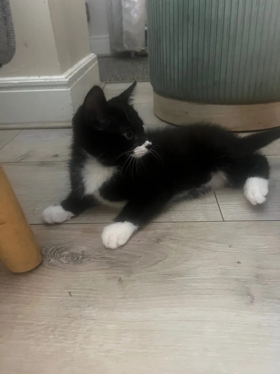 Kittens - Image 4