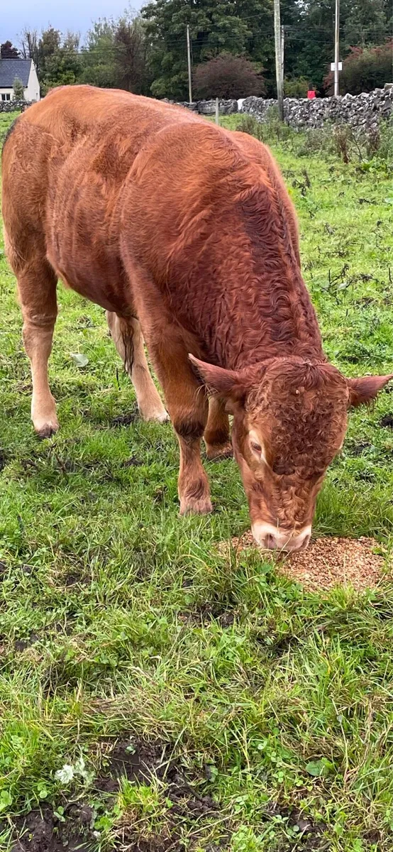 1 registered limousine bull - Image 3