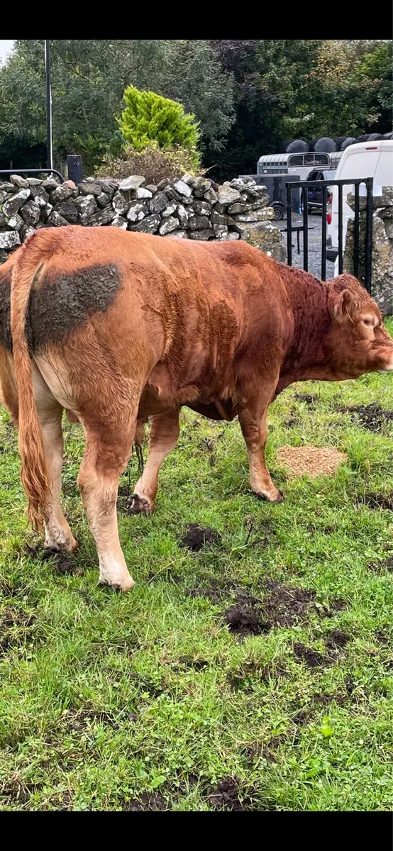 1 registered limousine bull - Image 4