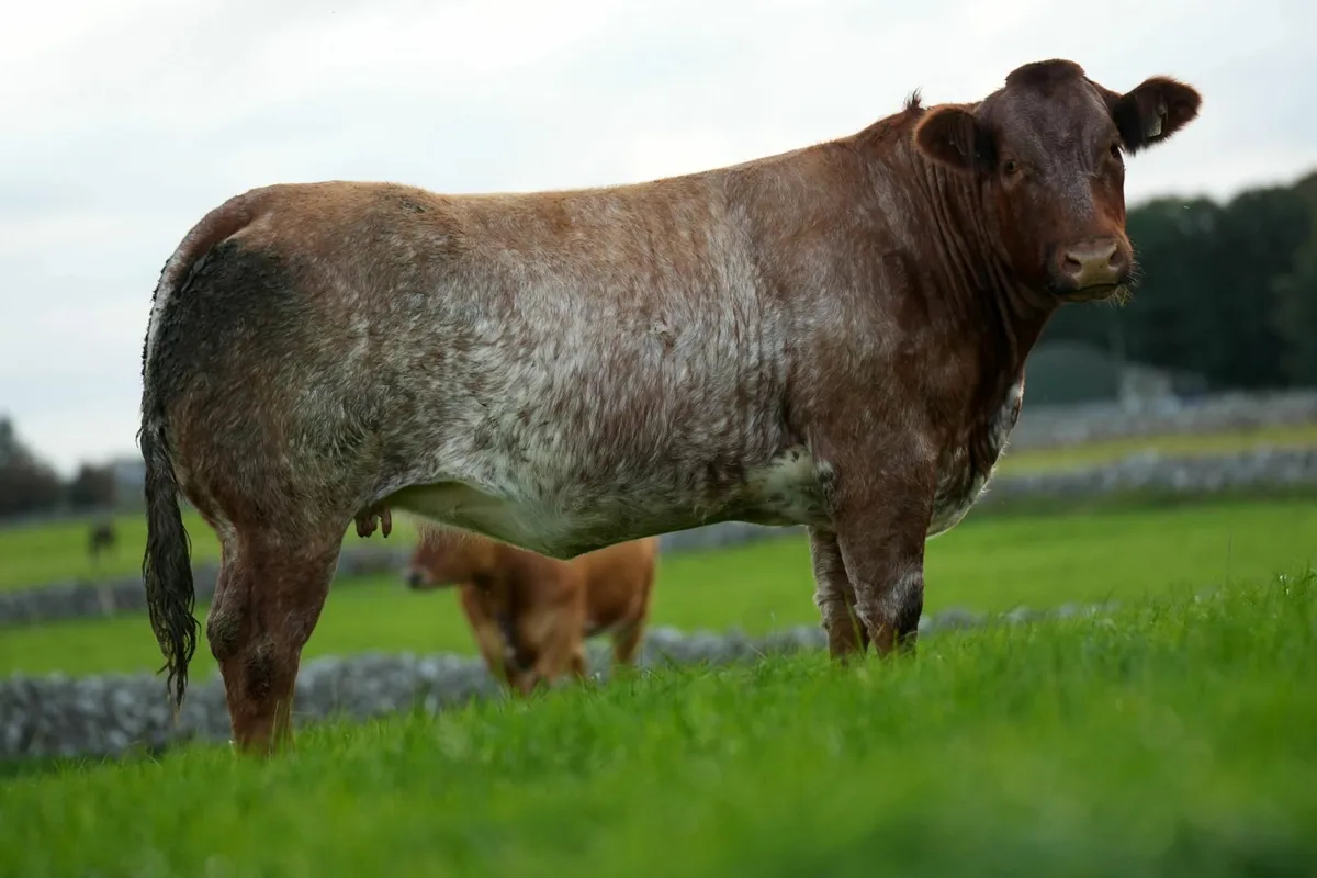 2 ROAN IN CALF HEIFERS - BALLA MART 4TH OCT - Image 2