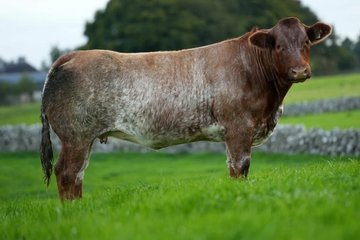 2 ROAN IN CALF HEIFERS - BALLA MART 4TH OCT - Image 3