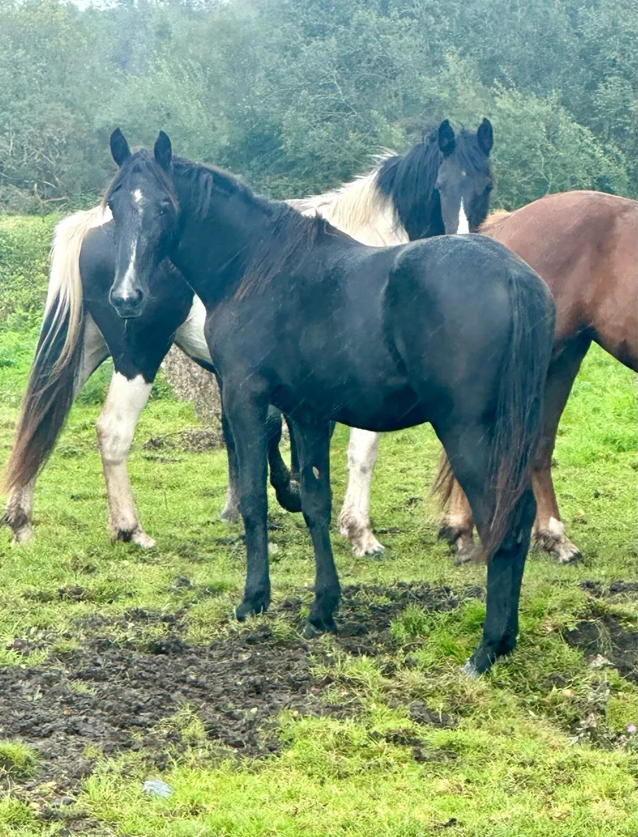 Irish Draught Filly - Image 1