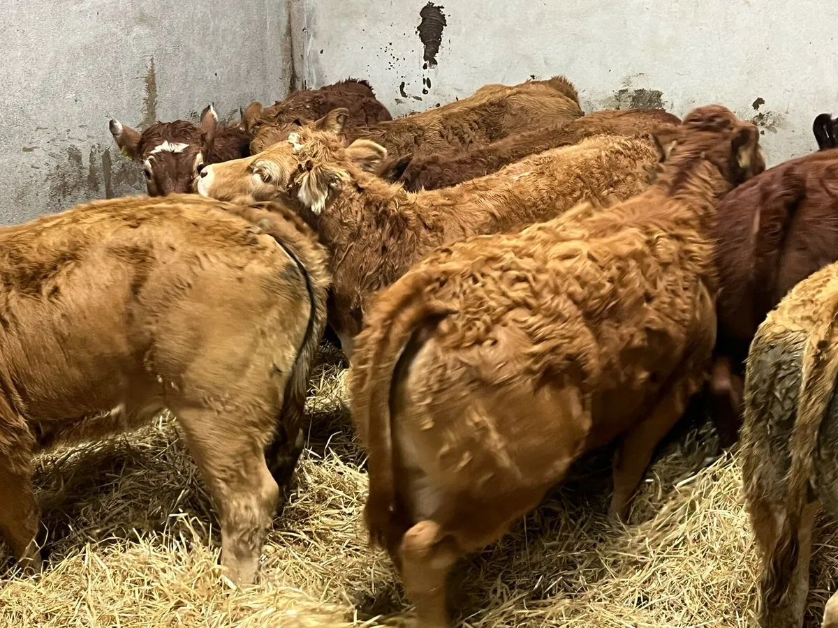 8 Super U Grade Red LIM Heifer Weanlings - Image 1