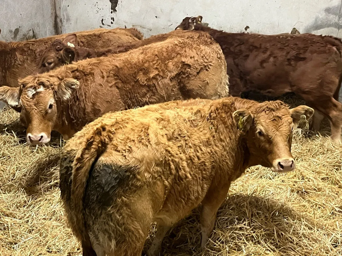 8 Super U Grade Red LIM Heifer Weanlings - Image 2