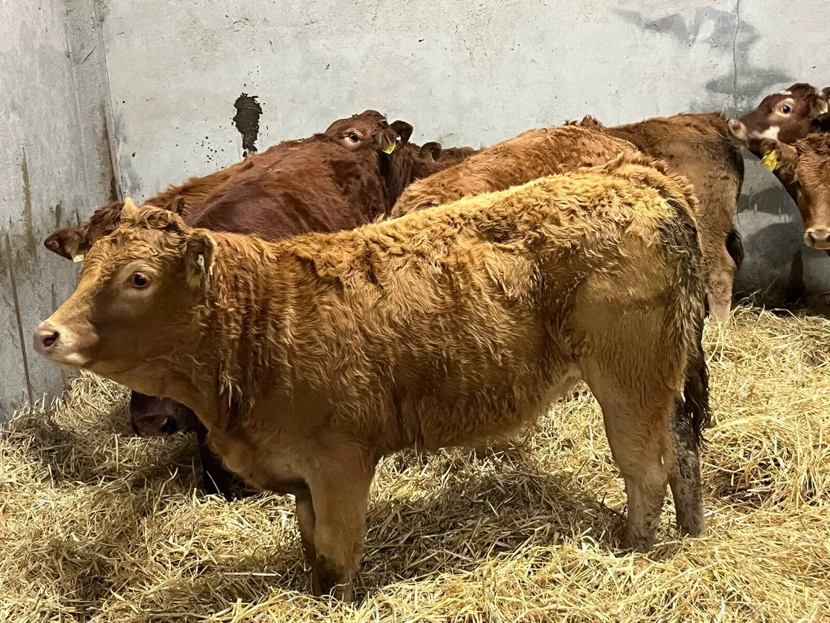 8 Super U Grade Red LIM Heifer Weanlings - Image 3