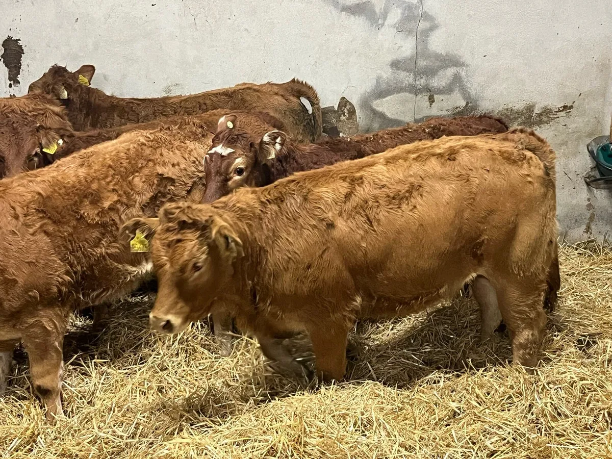 8 Super U Grade Red LIM Heifer Weanlings - Image 4