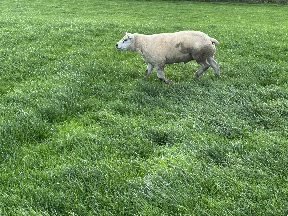 Texel Hoggett Ram - Image 1